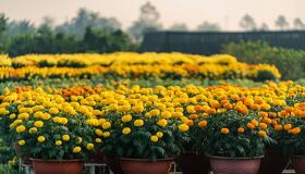 Begin your visa-prepared day with Vietnam’s tranquil ambiance